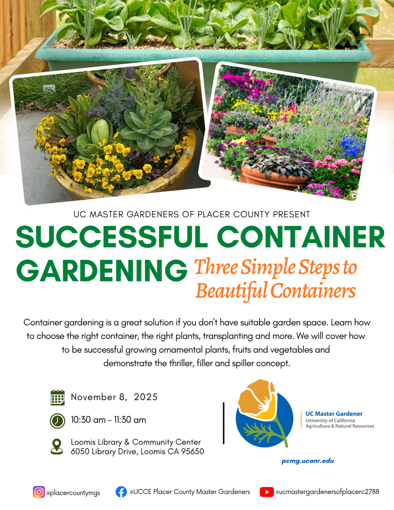 Successful Container Gardening – Three