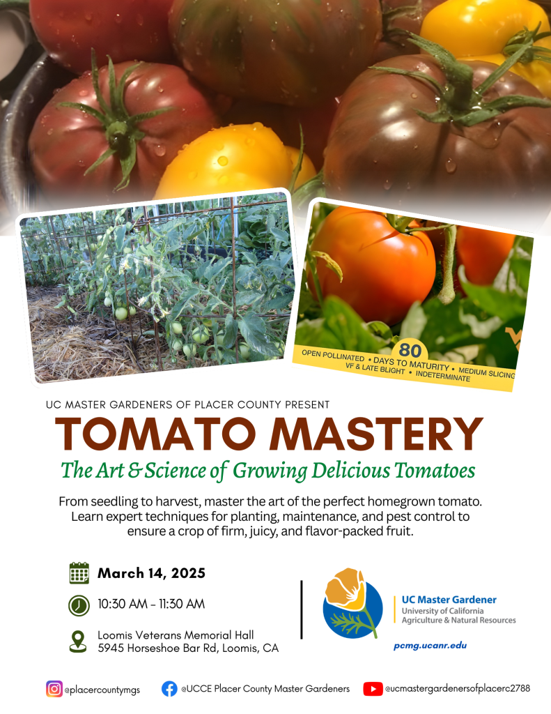 Tomato Mastery: